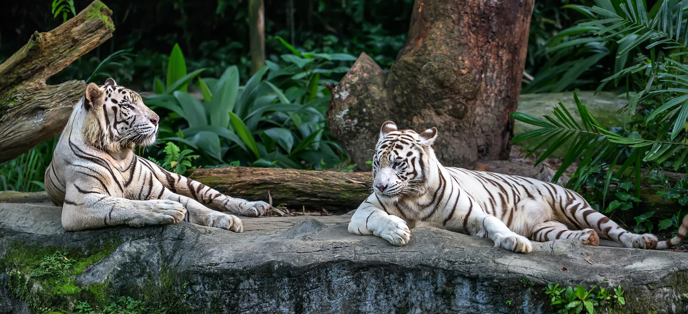 Indianapolis Zoo